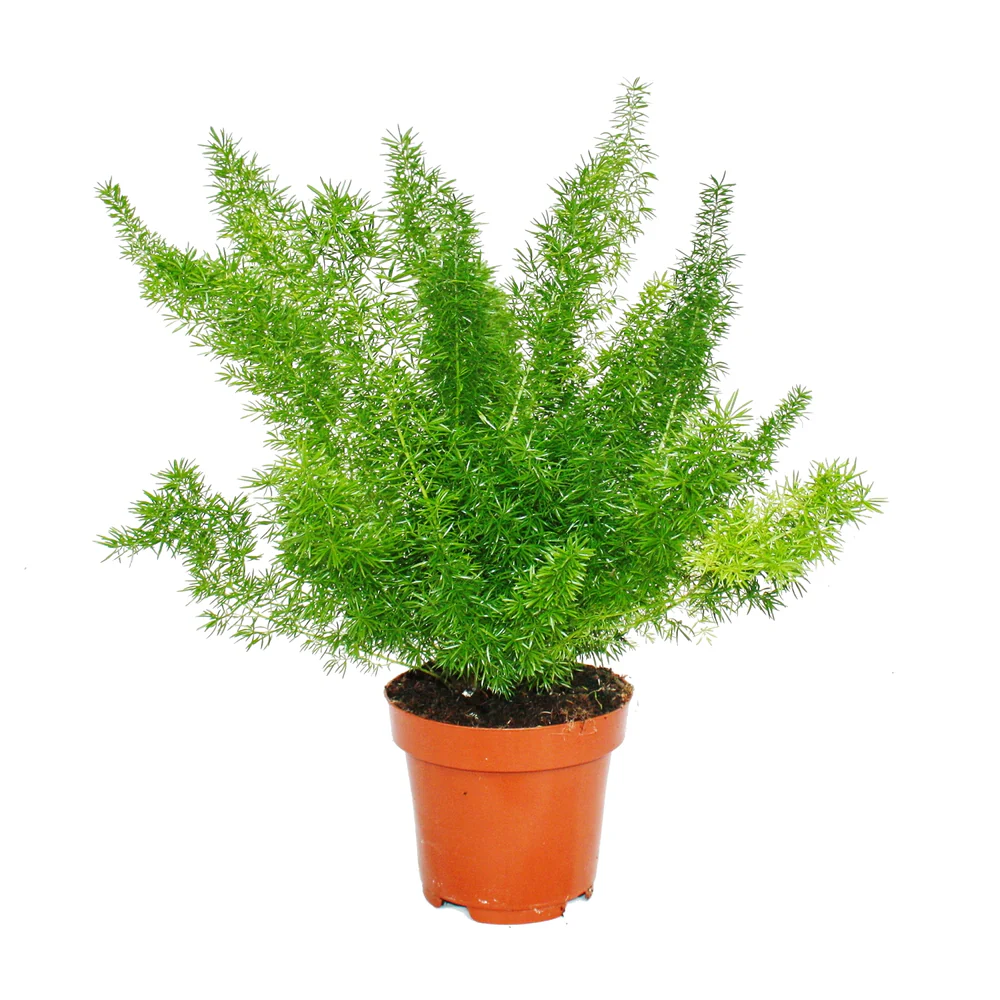 Asparagus Meyeri Foxtail Fern Live Indoor Outdoor Plant With Pot - Image 3