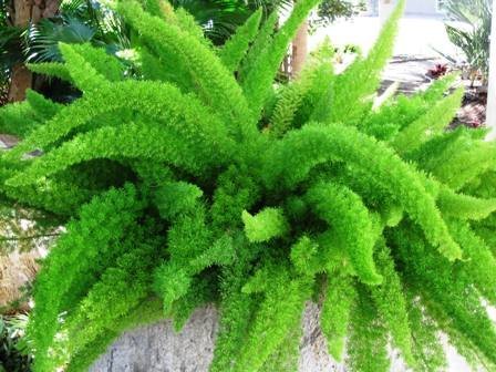 Asparagus Meyeri Foxtail Fern Live Indoor Outdoor Plant With Pot - Image 4