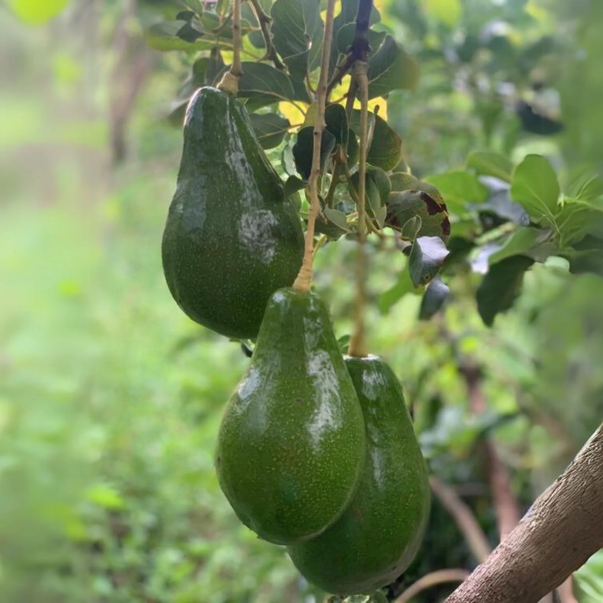 Avocado Fruit Plant Grafted Healthy greenish - purple Avacado Plant - Image 3