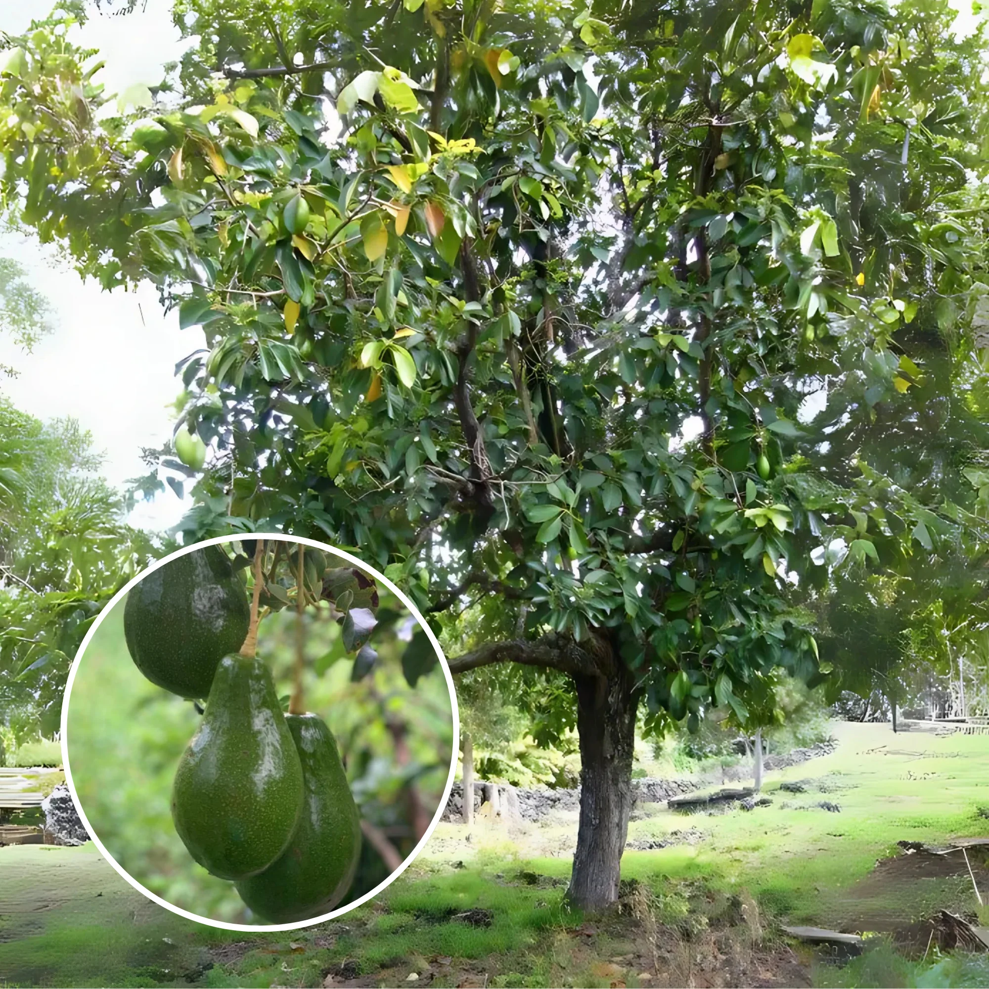 Avocado Fruit Plant Grafted Healthy greenish - purple Avacado Plant - Image 4
