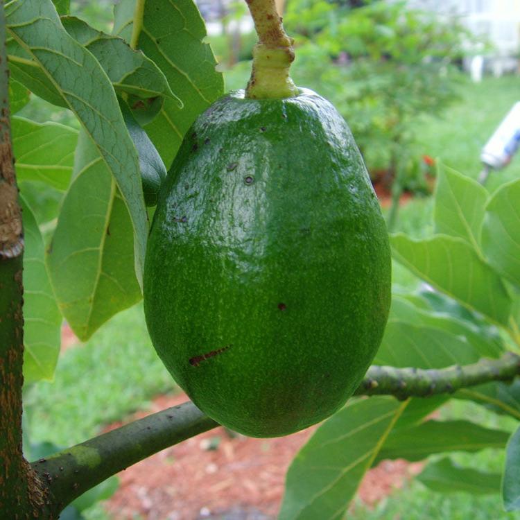 Avocado Fruit Plant Grafted Healthy greenish - purple Avacado Plant - Image 5