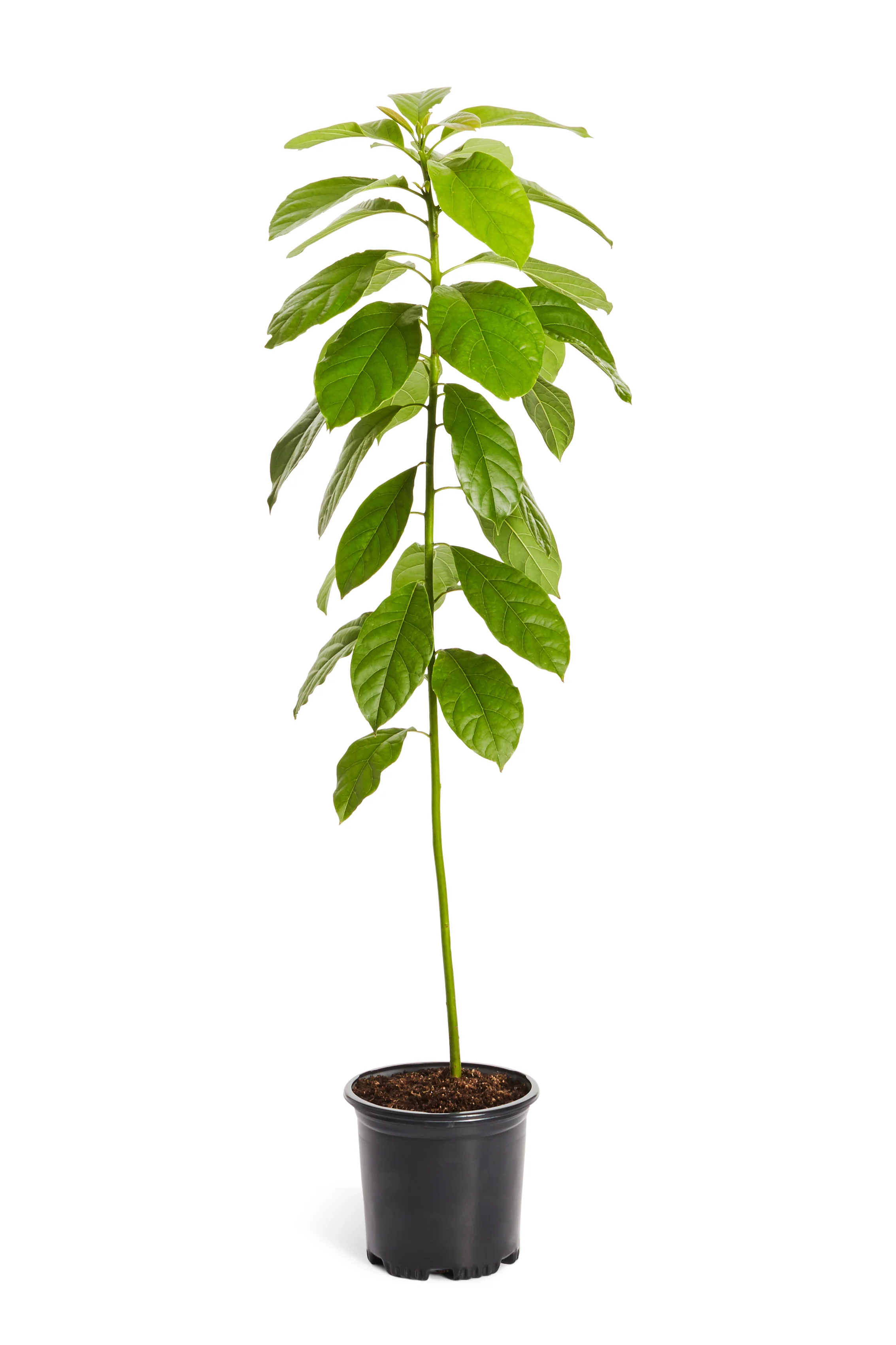 Avocado Fruit Plant Grafted Healthy greenish - purple Avacado Plant - Image 8