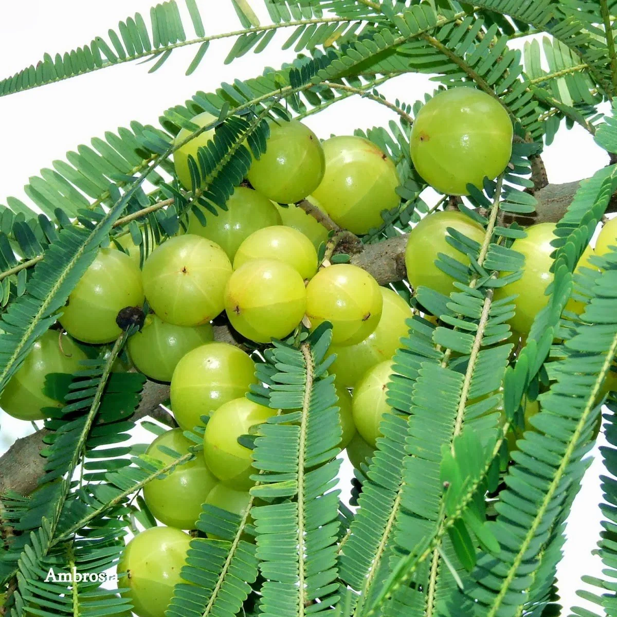 Awla Live Plant (GooseBerry) - Image 2