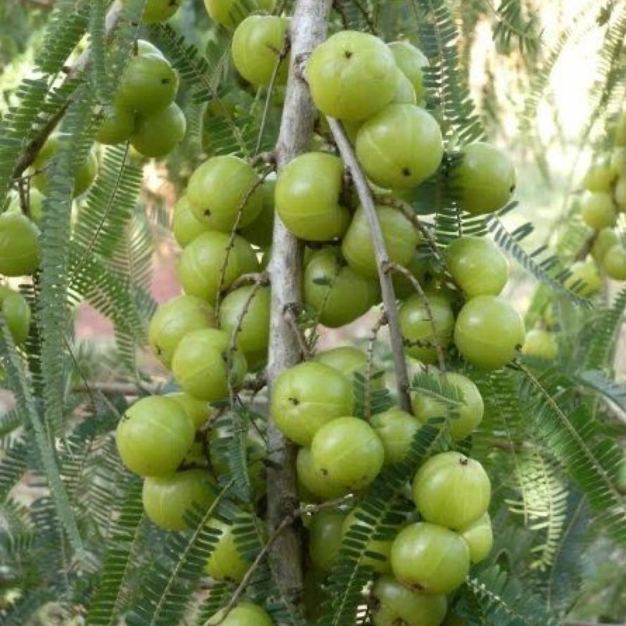 Awla Live Plant (GooseBerry) - Image 3