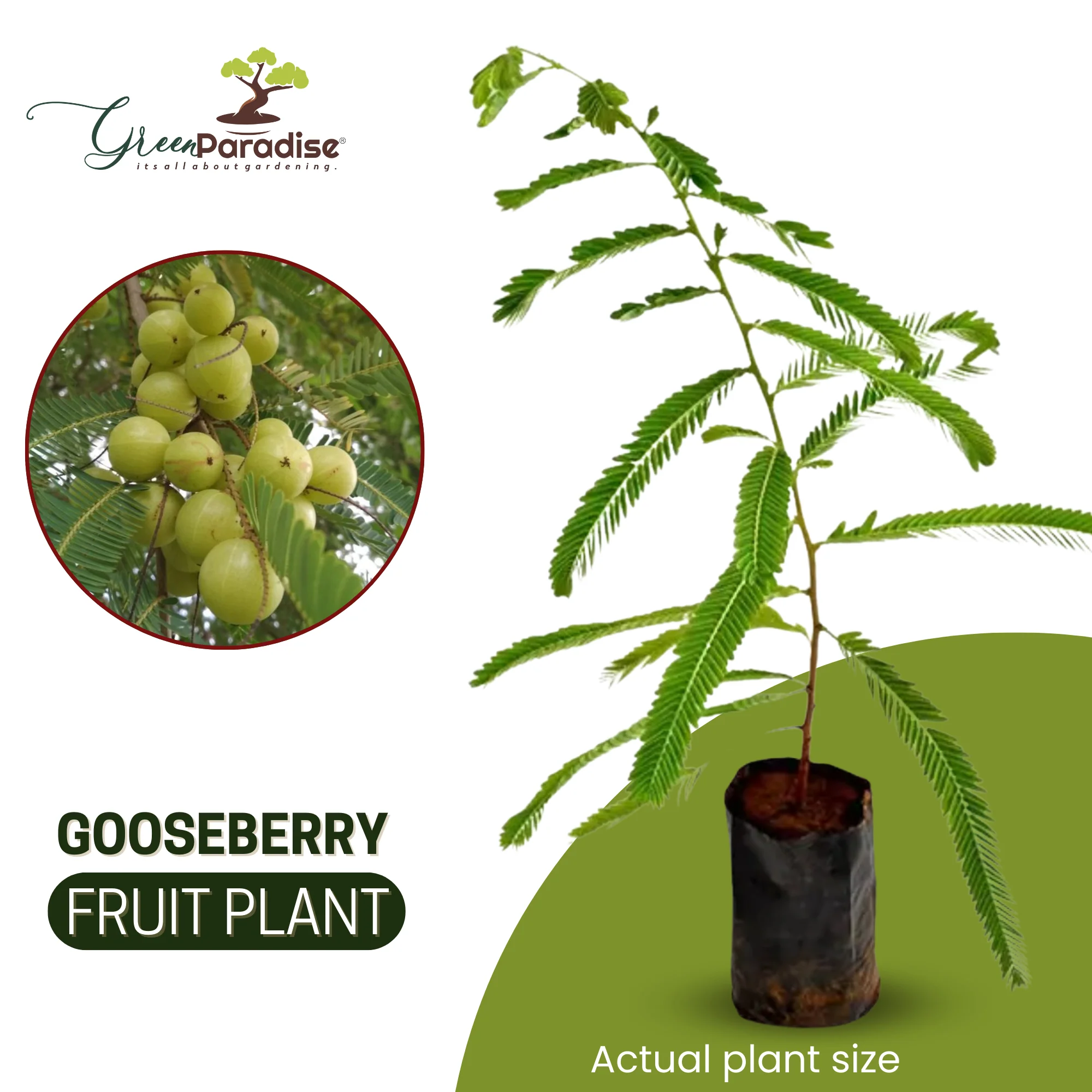 Awla Live Plant (GooseBerry) - Image 4