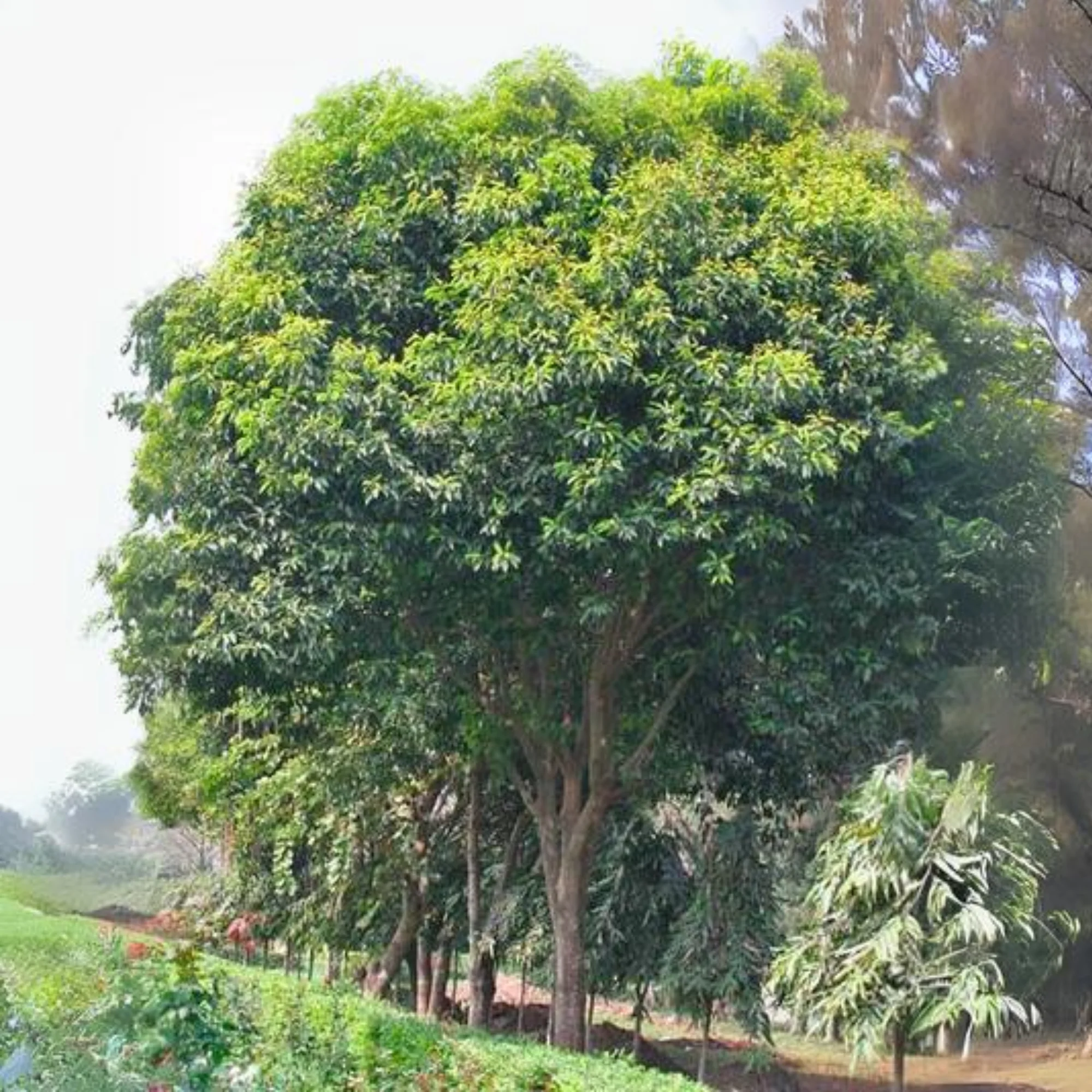 Bakul tree Mimusops elengi Borsalli Plant - Image 3