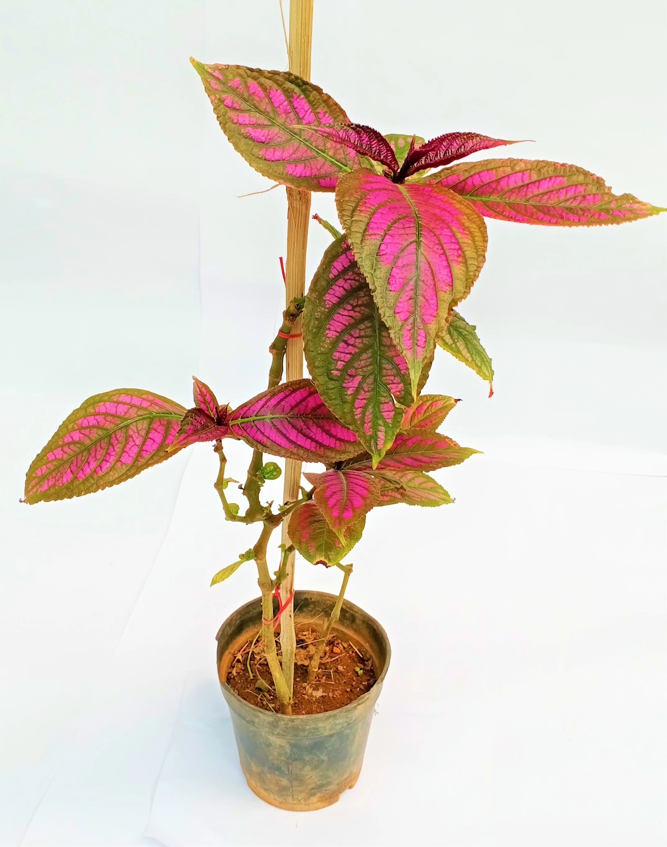 Bamboo Sticks for Plants Support (Set of 20) Sticks Size 3ft Used to Support Climbers Money Plant & Other Saplings - Image 2