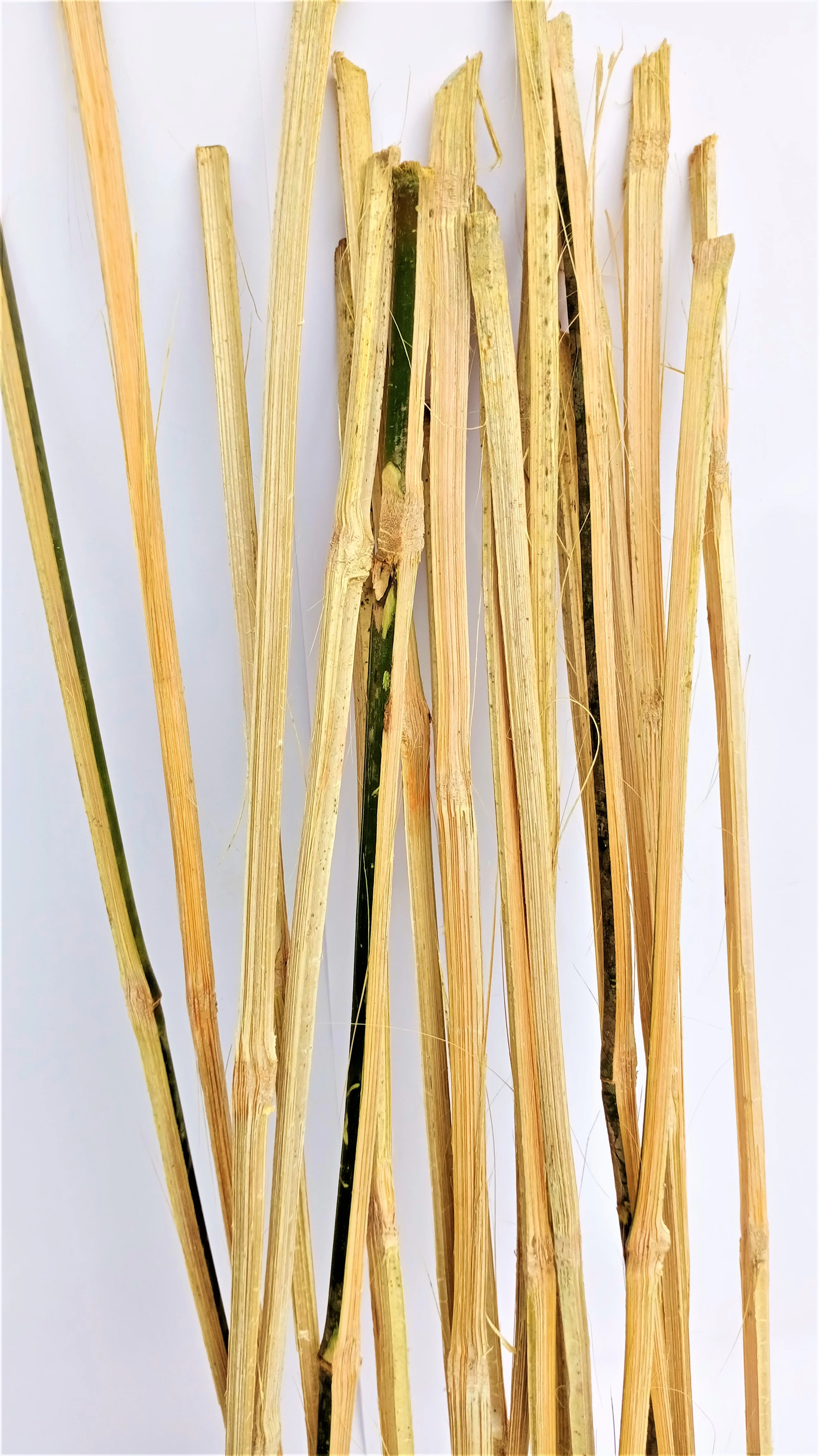 Bamboo Sticks for Plants Support (Set of 20) Sticks Size 3ft Used to Support Climbers Money Plant & Other Saplings - Image 4