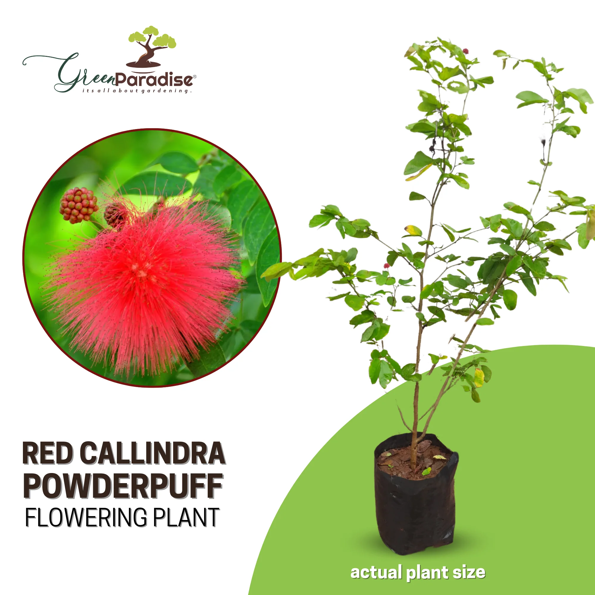 Beautiful Calliandra Red Powderpuff Live Plant - Image 4