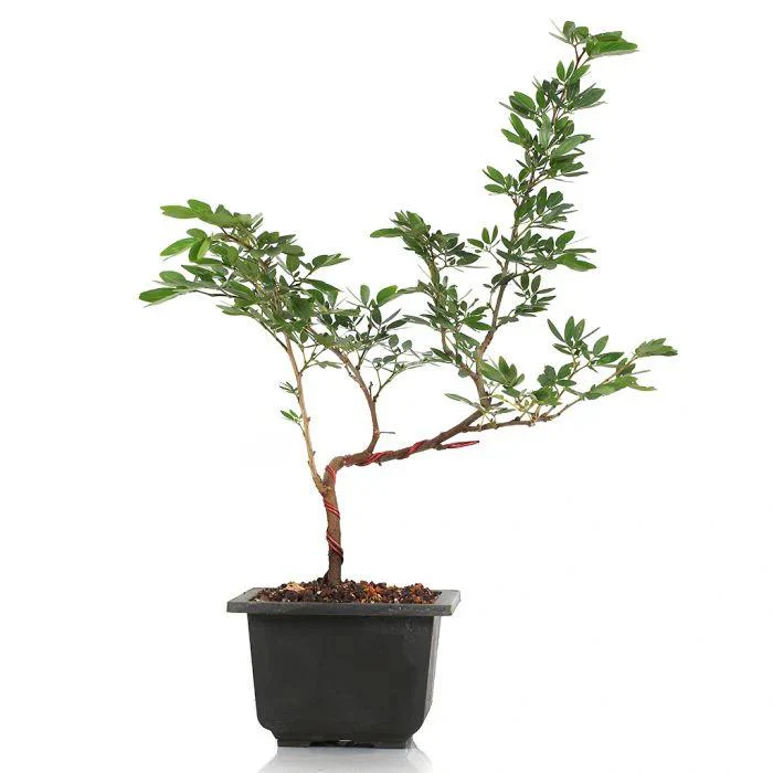 Calliandra Surinam Powderpuff New Pink Color Live Plant With Pot - Image 3