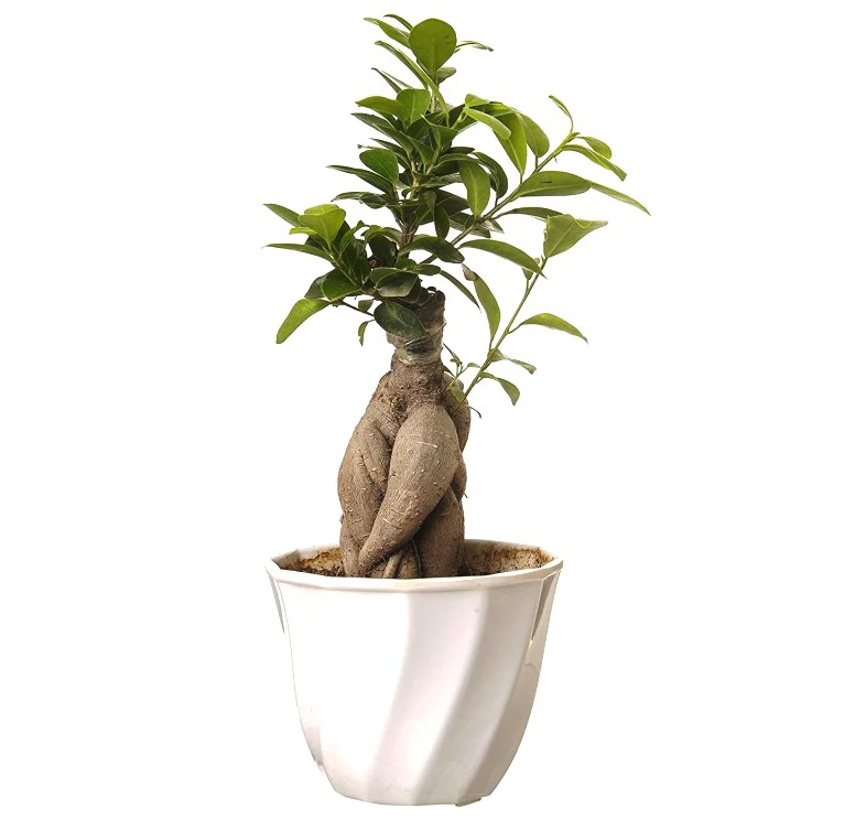 Beautiful Live Grafted Ficus Bonsai Tree - Image 2