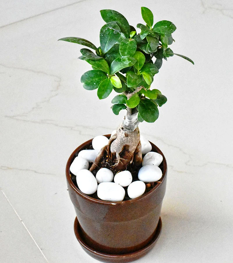 Beautiful Live Grafted Ficus Bonsai Tree - Image 3