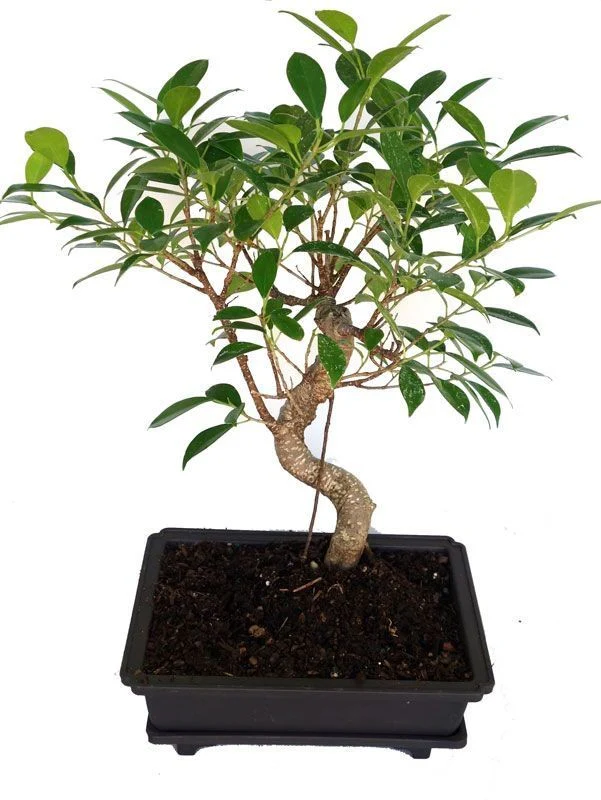 Ficus Microcarpa TigerBark Beautiful Live 2-3 years old bonsai tree With Plastic Bonsai Pot - Image 2