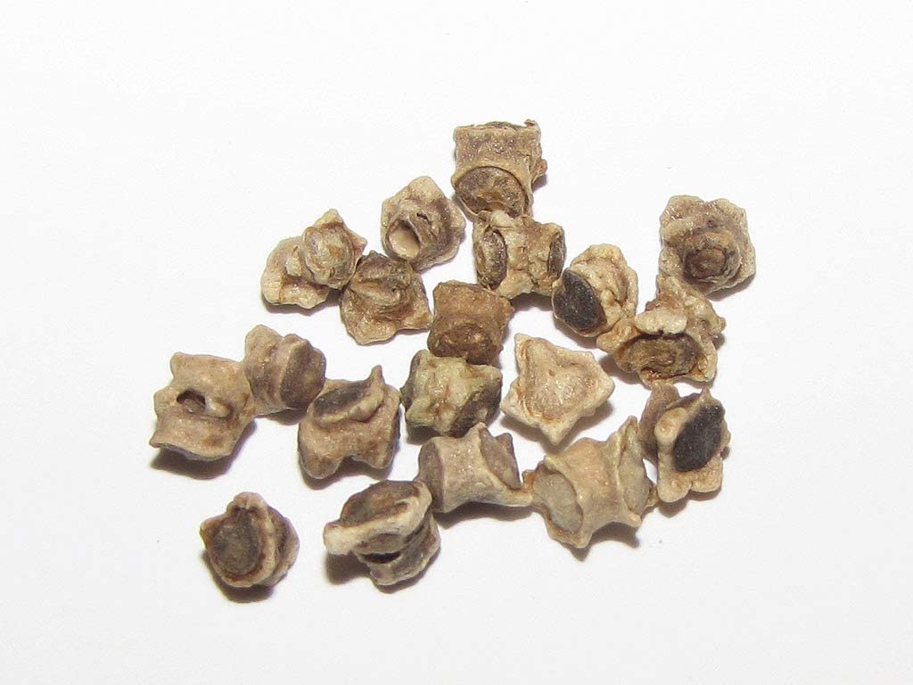Beetroot Seeds - Image 3