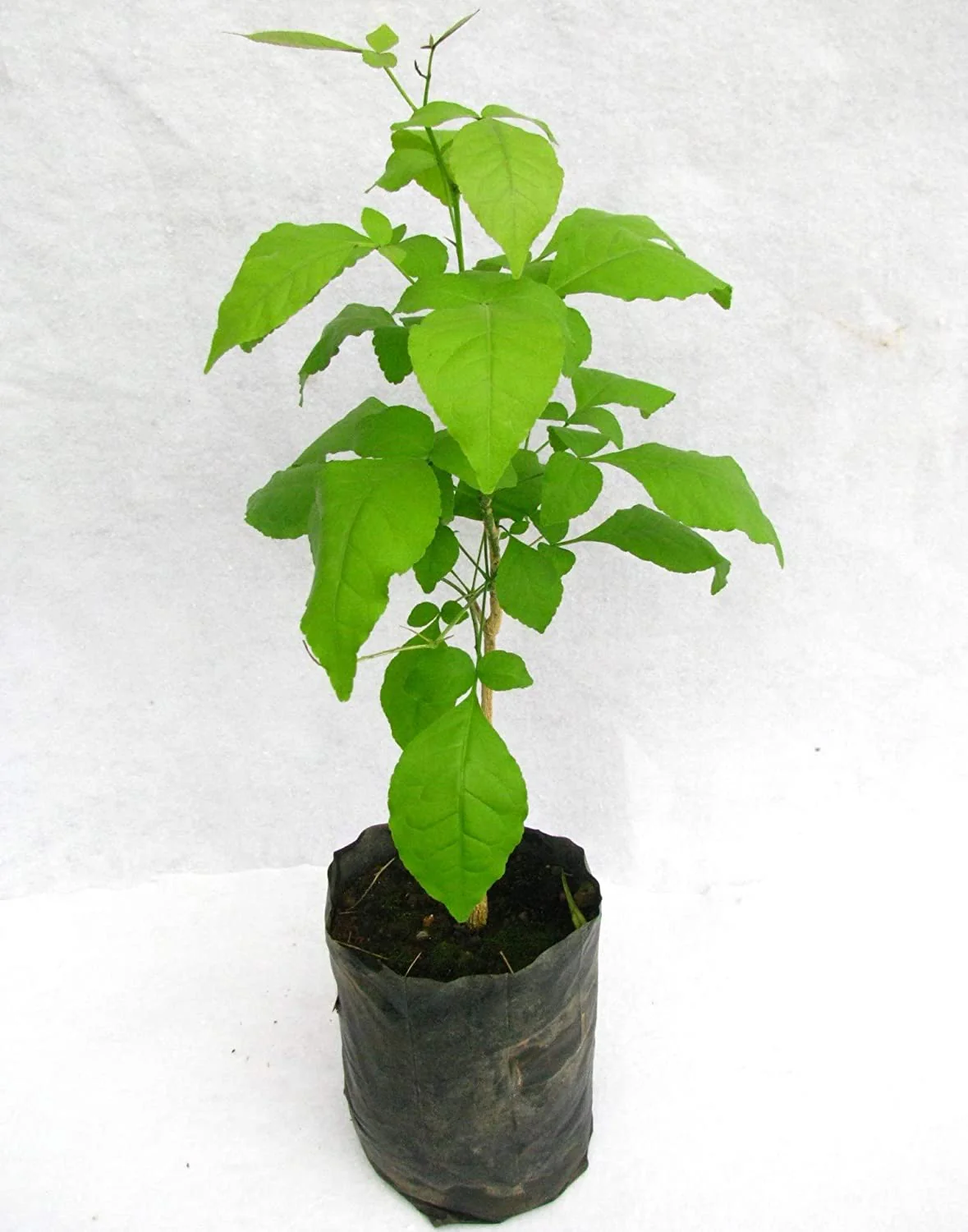 Bel Patra Aegle Marmelos Plant - Image 2