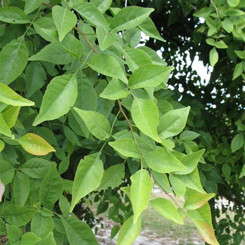Bel Patra Aegle Marmelos Plant - Image 3