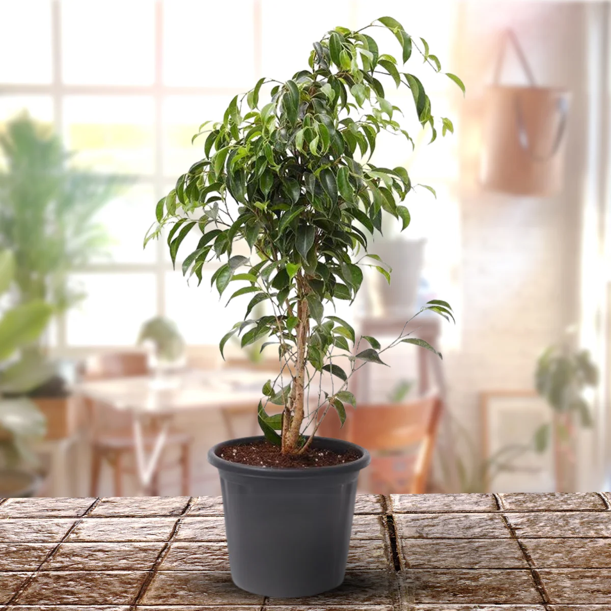 Green Paradise® Benjamina Black Ficus Sapling Plant - Image 3