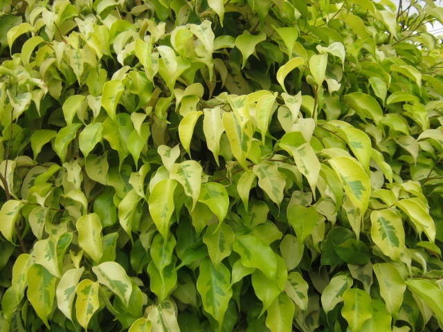 Benjamina Golden Ficus Sapling Plant - Image 2