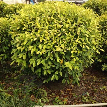 Benjamina Golden Ficus Sapling Plant - Image 3