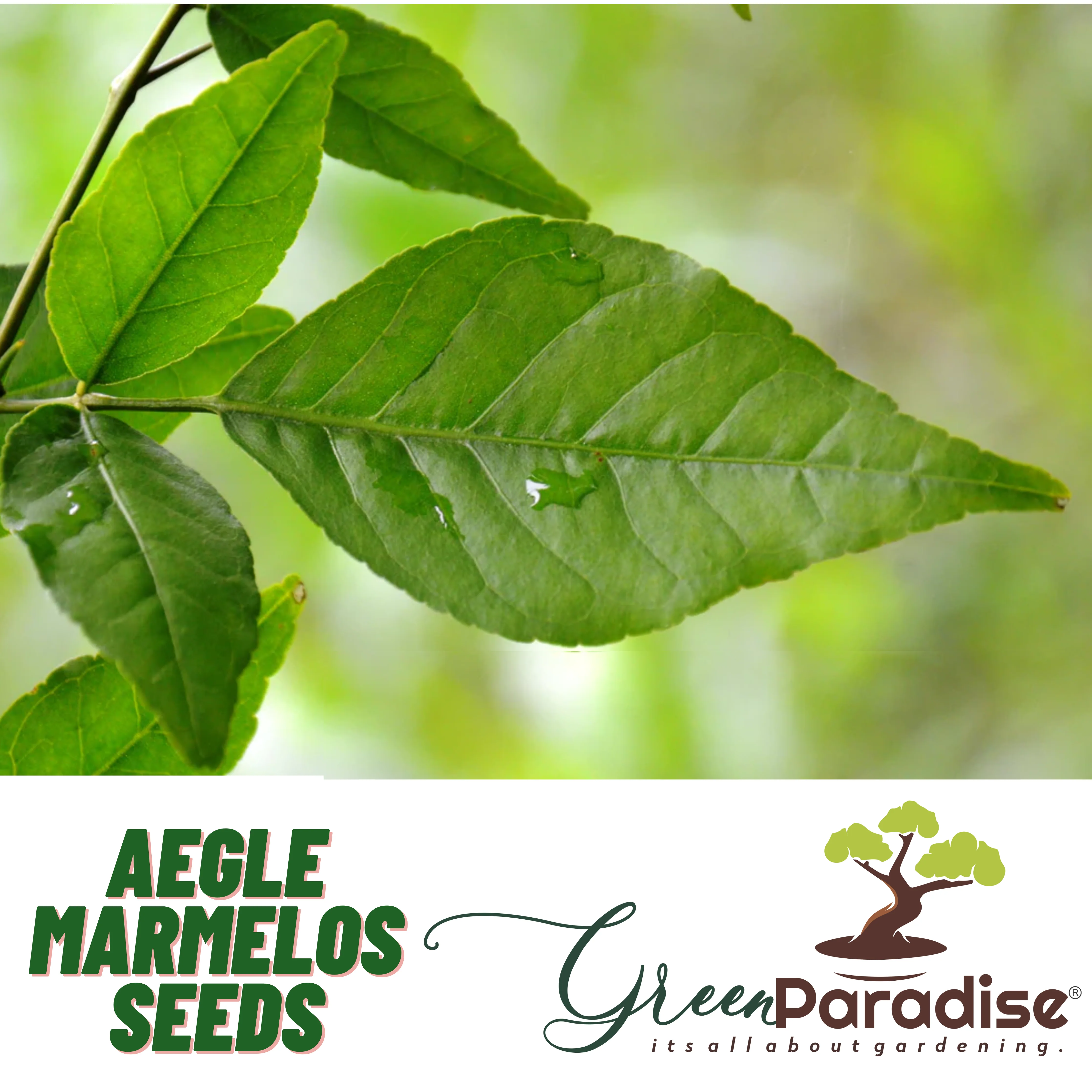 Bilipatra seeds Aegle Marmelos seeds Indian bael seeeds (Pack Of 10 Seeds) - Image 3