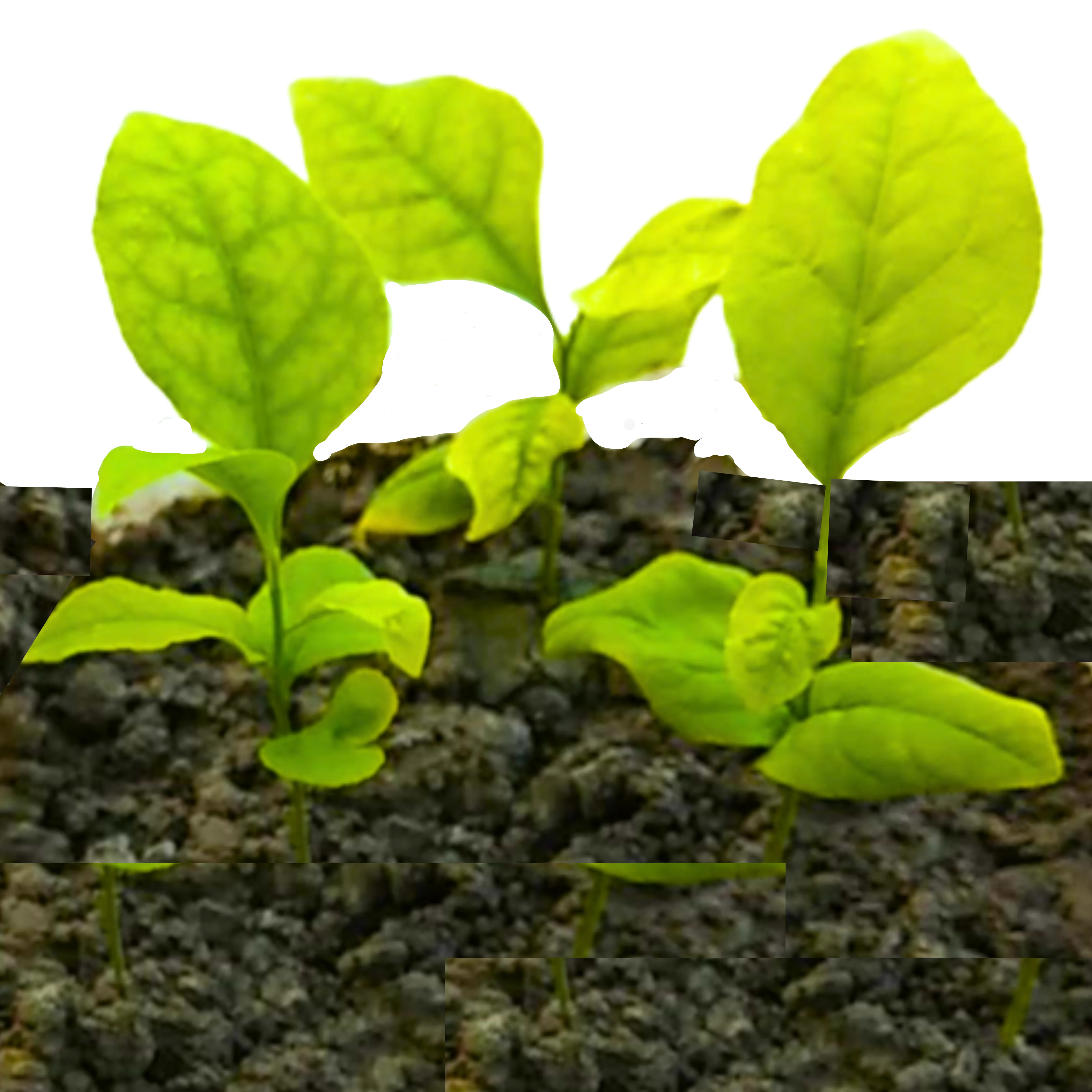 Bilipatra seeds Aegle Marmelos seeds Indian bael seeeds (Pack Of 10 Seeds) - Image 4