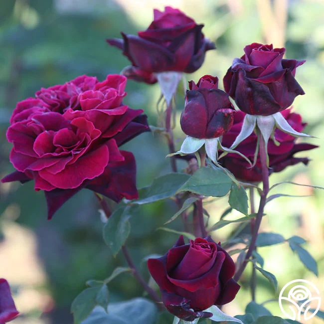 Black Lady Rose Live Plant - Buy Online - Image 2
