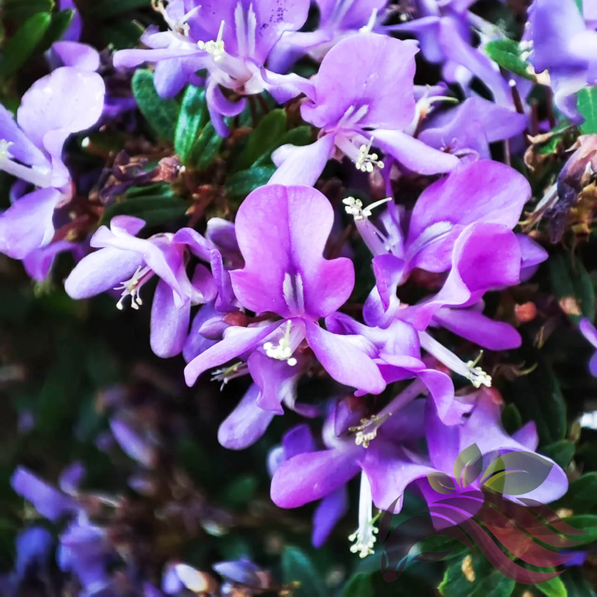 DESMODIUM Blue Braya Sapling Plant - Image 2