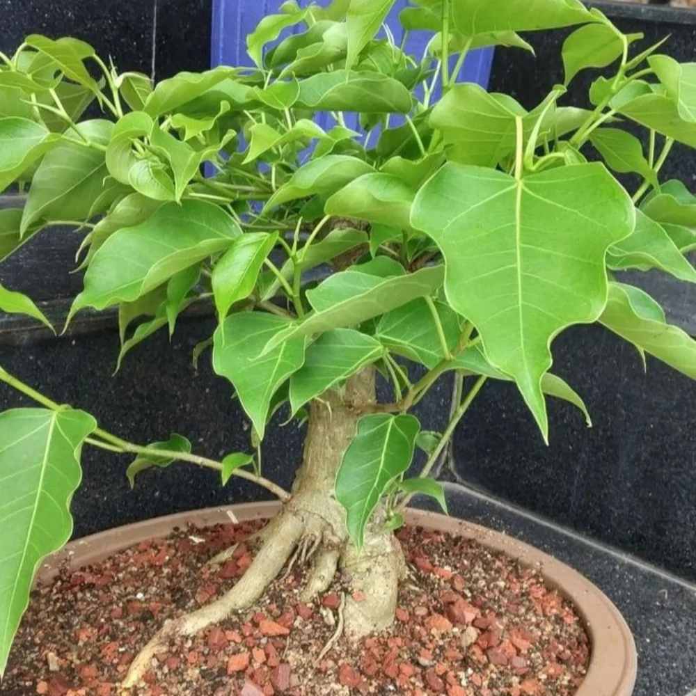 Rumphii Ficus Bodhi Ficus Saplling Plant - Image 2