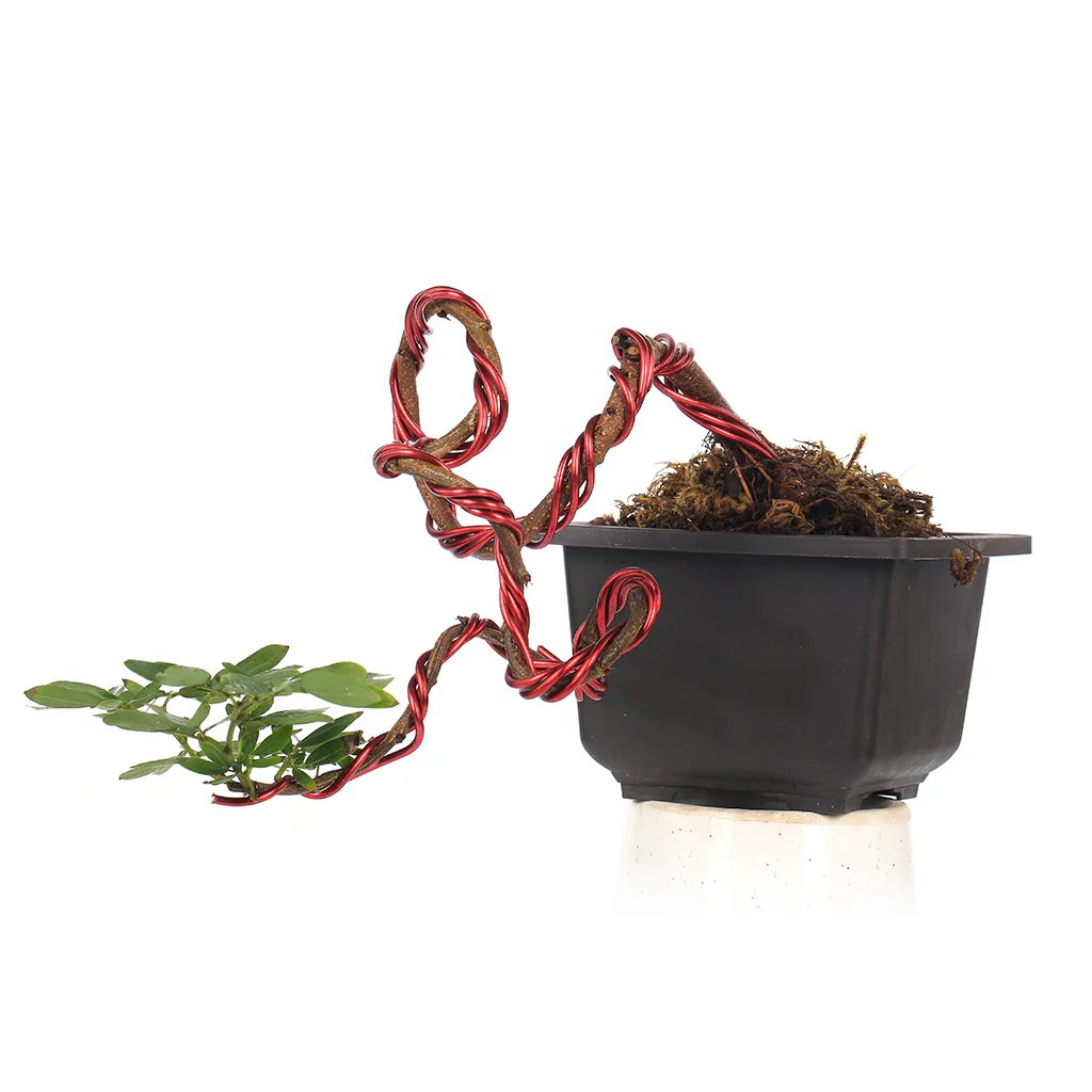 Bonsai Calliandra Surinamensis Powderpuff Tree Unique Twisted Style Bonsai Plant with Pot