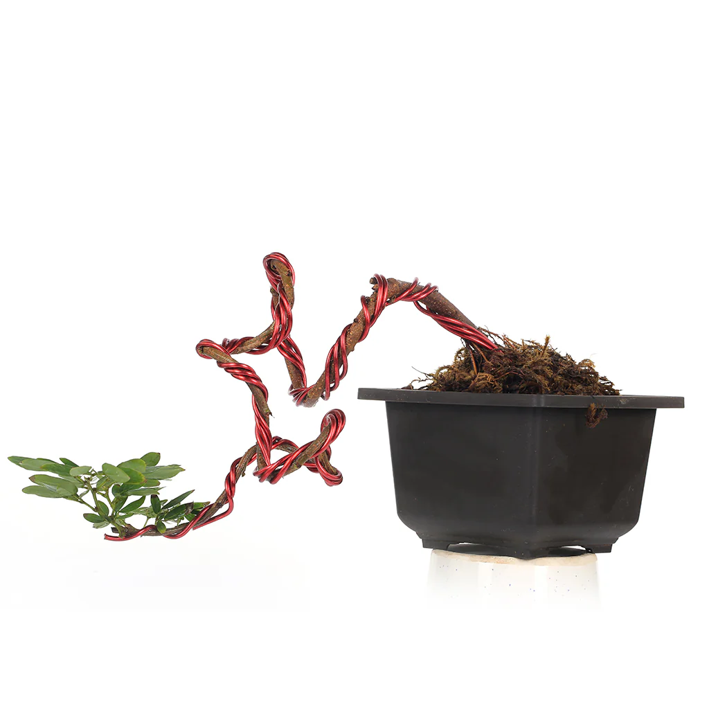 Bonsai Calliandra Surinamensis Powderpuff Tree Unique Twisted Style Bonsai Plant with Pot - Image 2