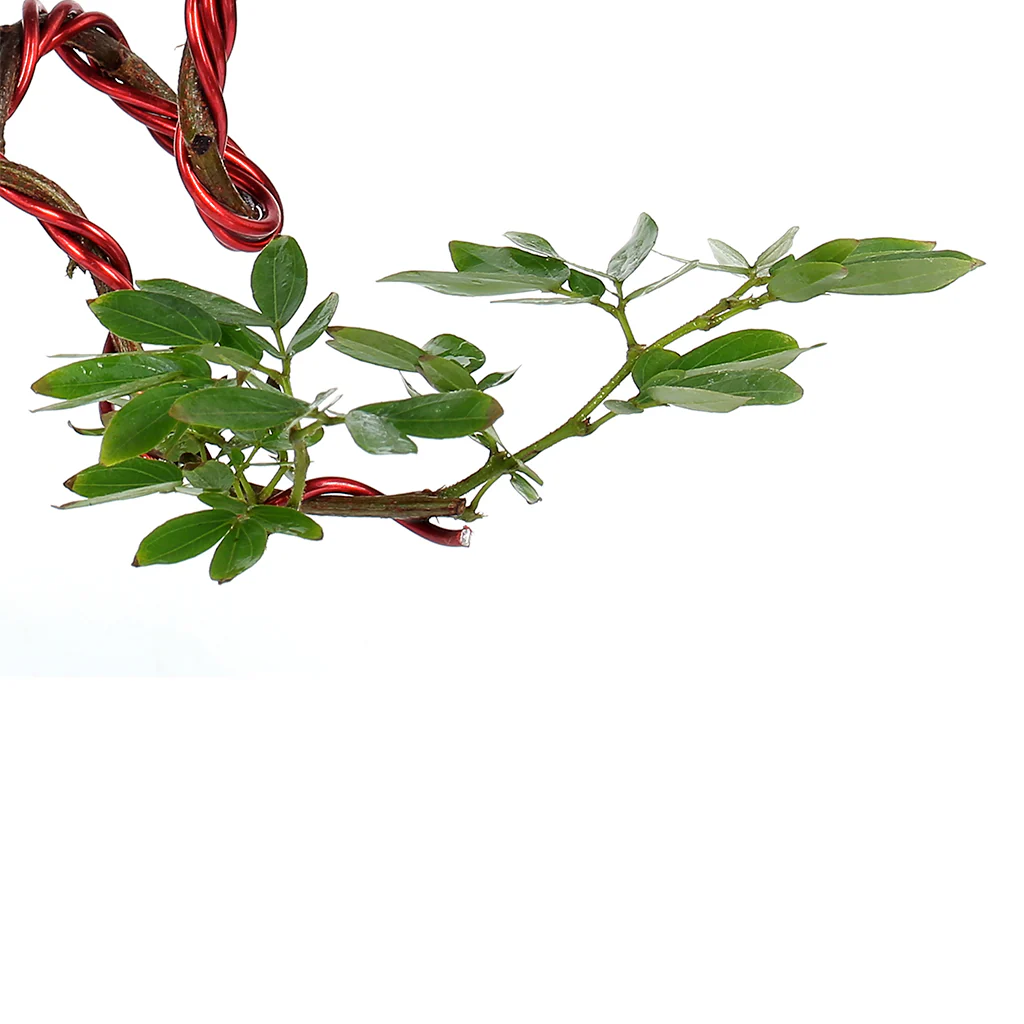 Bonsai Calliandra Surinamensis Powderpuff Tree Unique Twisted Style Bonsai Plant with Pot - Image 3