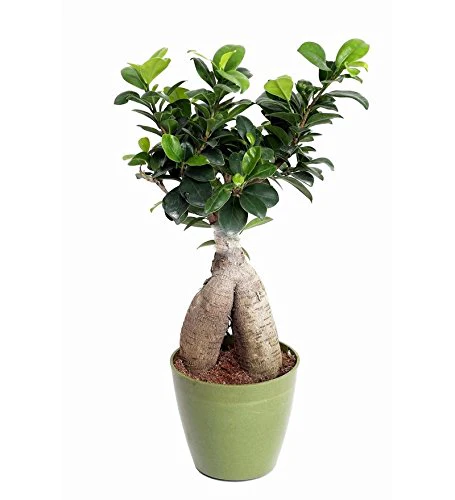 Bonsai Ficus Ginseng Live Plant with pot - Image 2