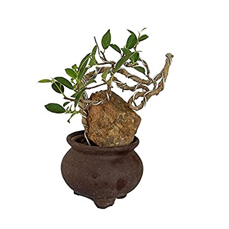 Bonsai Ficus Microcarpa Tigerbark Plant - Image 2