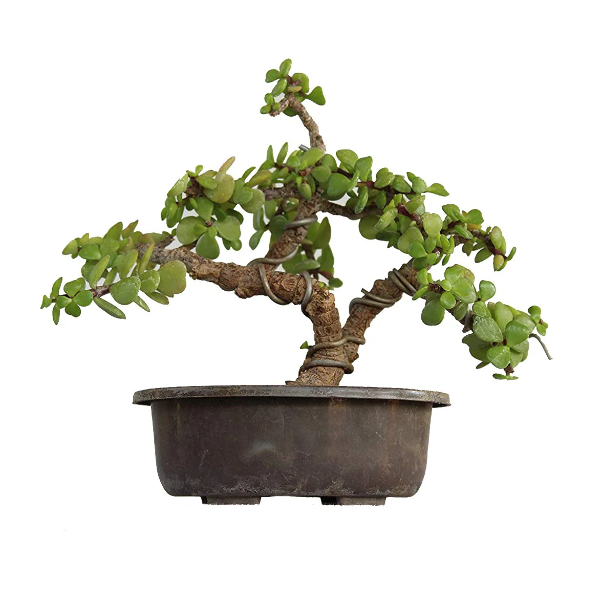 Green Paradise Bonsai Jade Goodluck Tree 2 years old With Pot (Live Plant) - Image 2