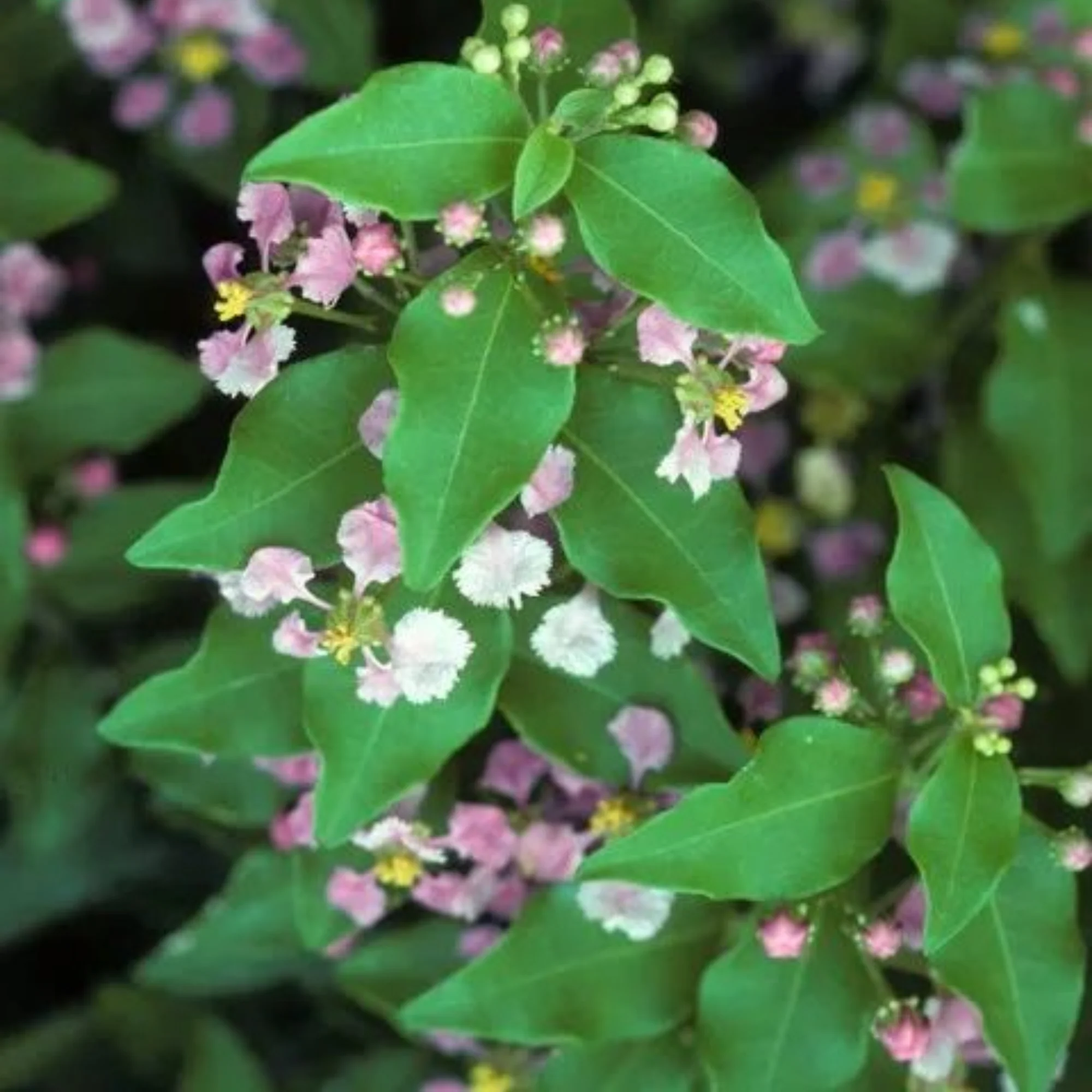 Malpighia punicifolia Dwarf Barbados Cherry bonsai live tree - Image 2