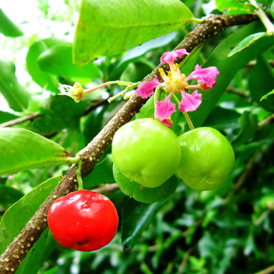 Malpighia punicifolia Dwarf Barbados Cherry bonsai live tree - Image 3