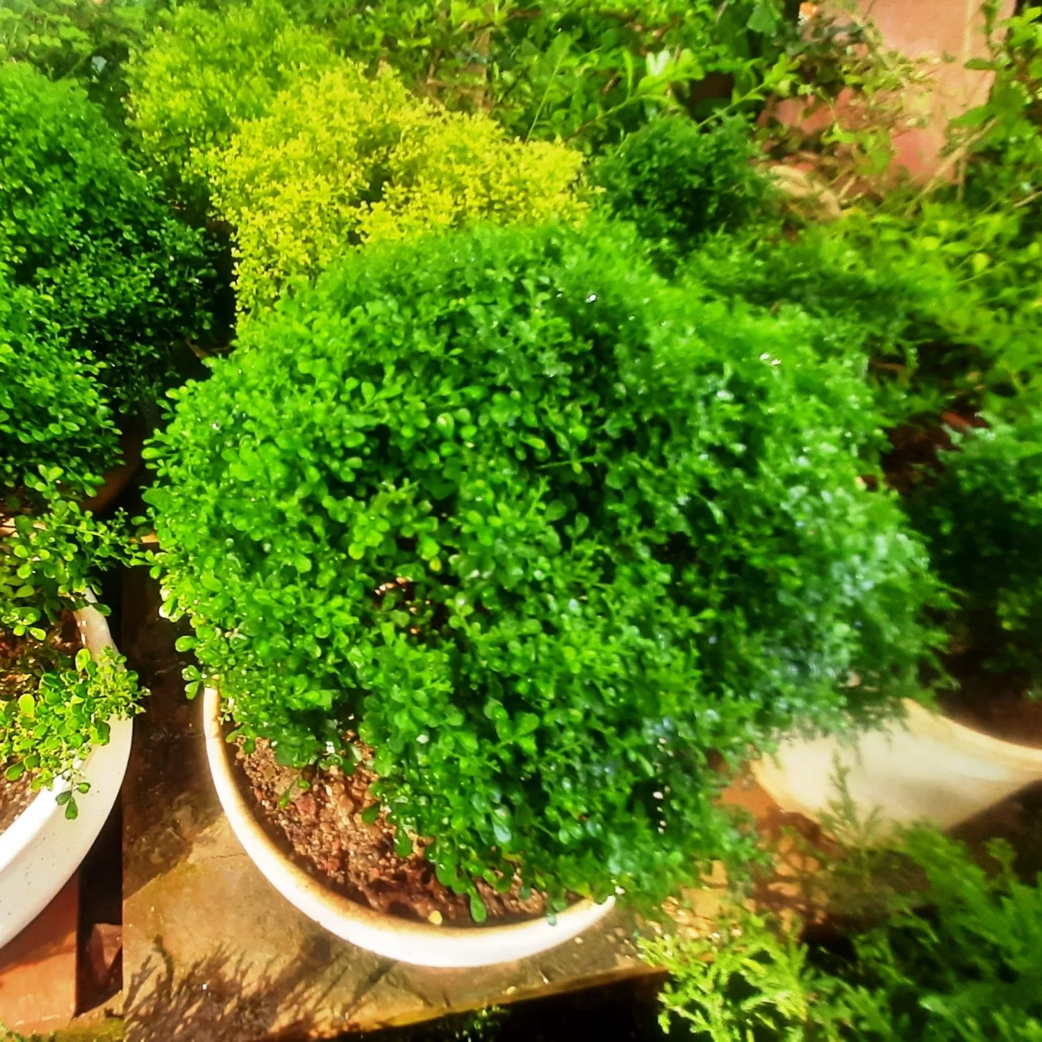Bonsai Mini Murraya paniculata dwarf plant madhukamini bonsai amazing mame bonsai with pot - Image 2