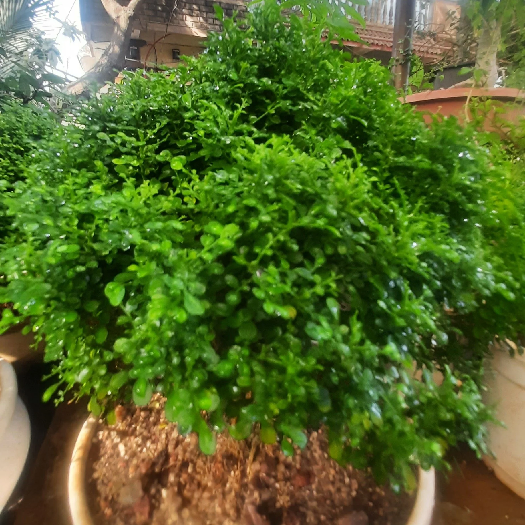 Bonsai Mini Murraya paniculata dwarf plant madhukamini bonsai amazing mame bonsai with pot - Image 3