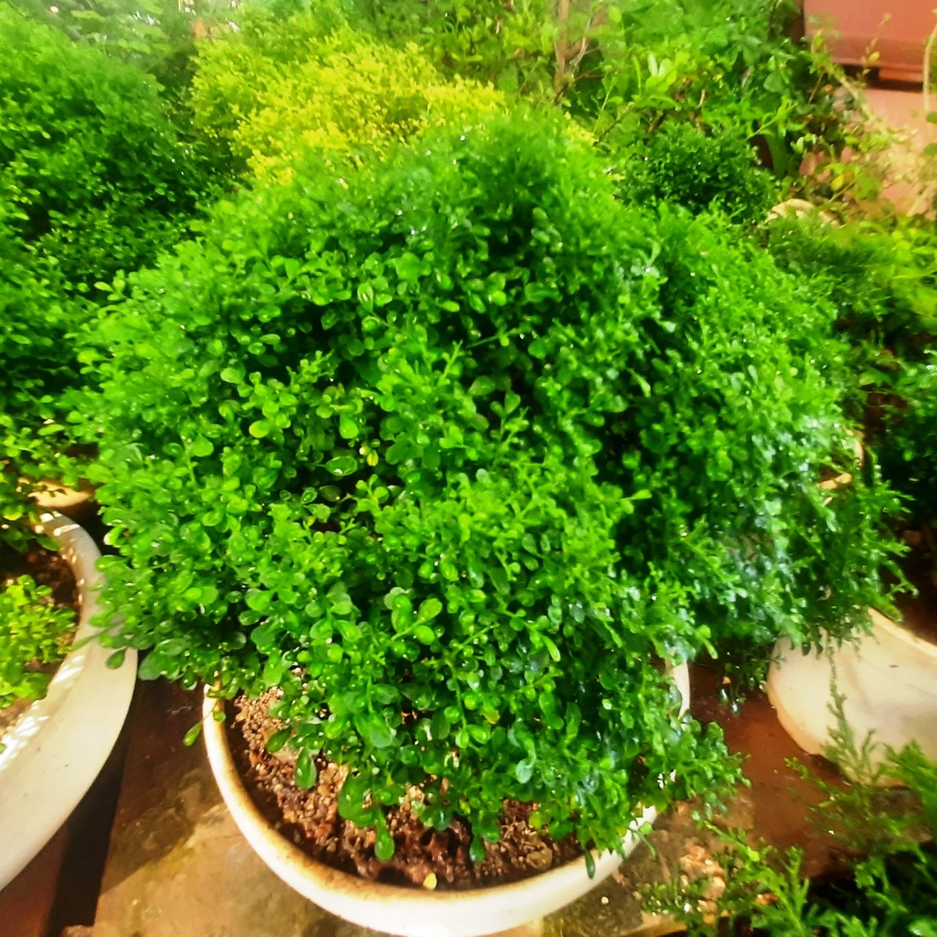 Bonsai Mini Murraya paniculata dwarf plant madhukamini bonsai amazing mame bonsai with pot - Image 4