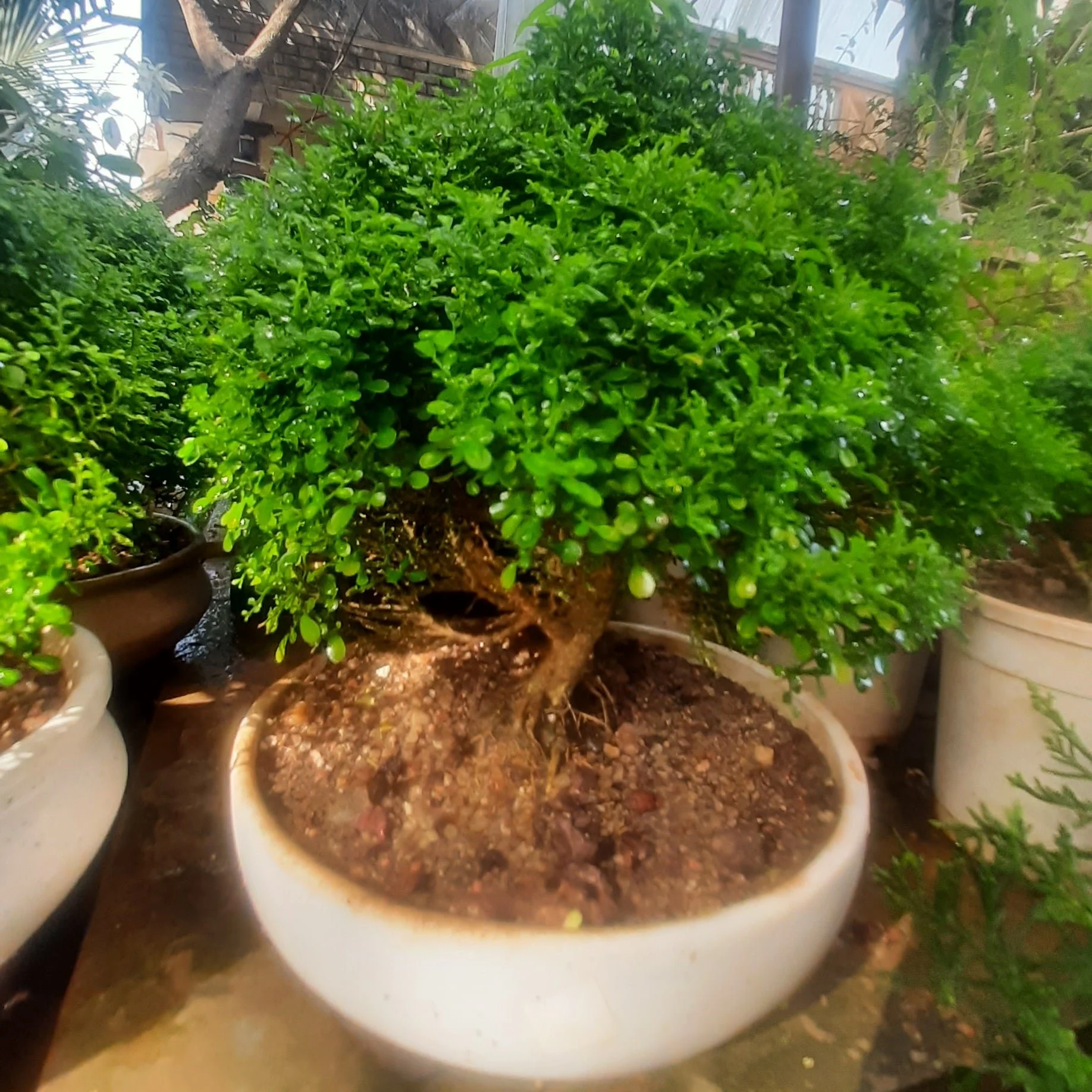 Bonsai Mini Murraya paniculata dwarf plant madhukamini bonsai amazing mame bonsai with pot - Image 5