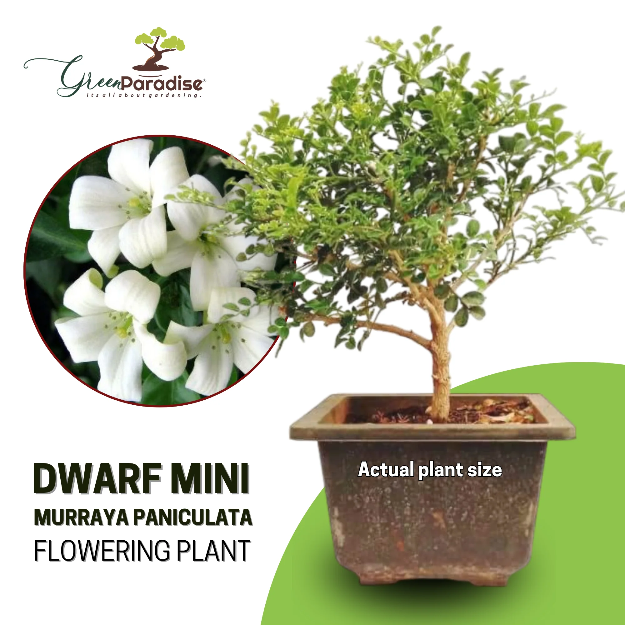 Bonsai Mini Murraya paniculata dwarf plant madhukamini bonsai amazing mame bonsai with pot - Image 6
