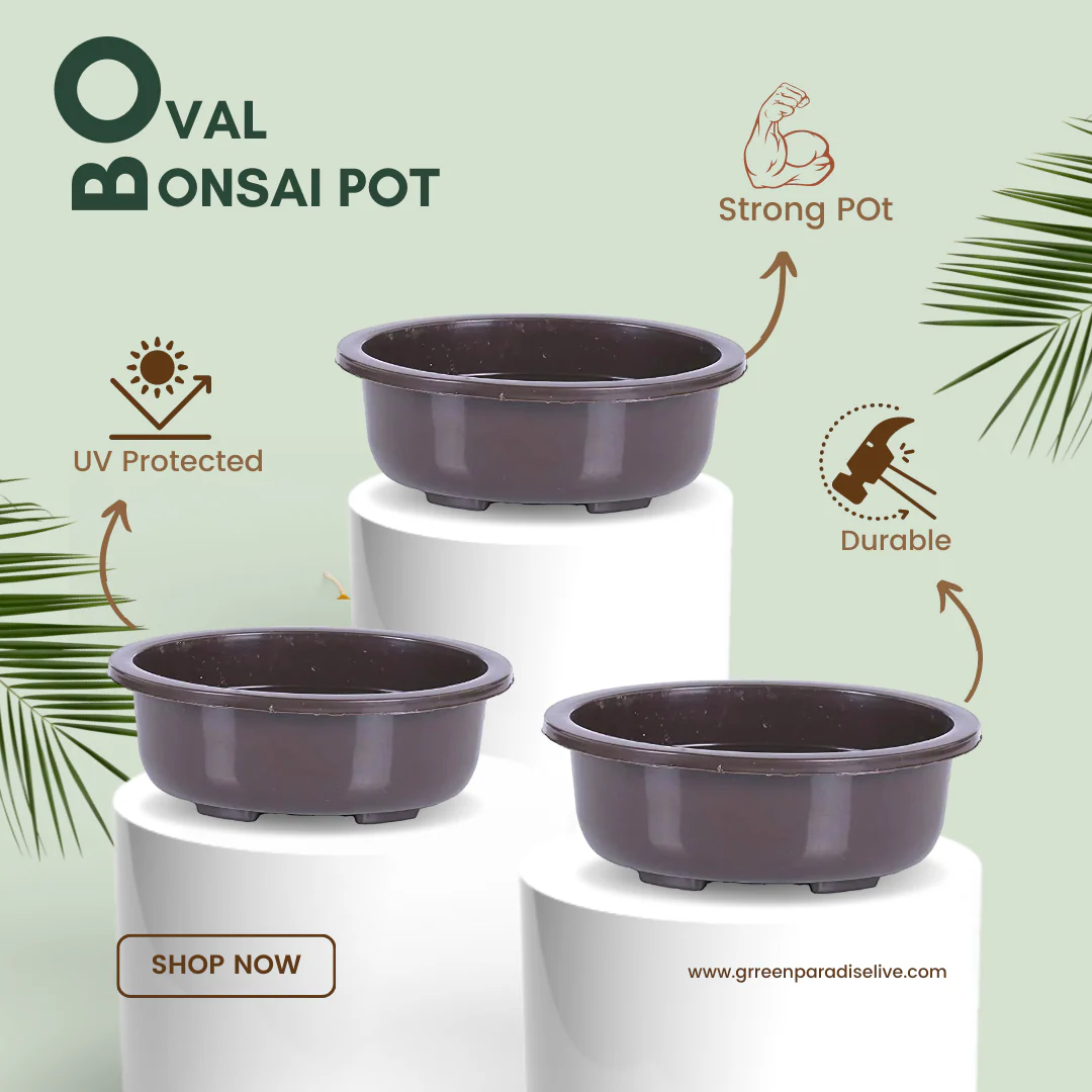 Green Paradise® Bonsai Pots 5.5'' Oval (Pack Of 5) Suitable For Small Bonsai, Succulents, Adeniums And Cactus - Image 3