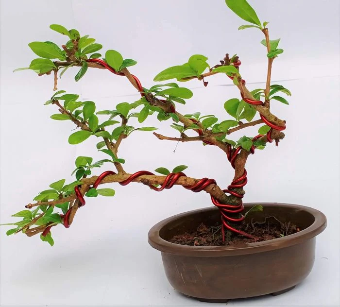 Green Paradise® Bonsai Pots 5.5'' Oval (Pack Of 5) Suitable For Small Bonsai, Succulents, Adeniums And Cactus - Image 4