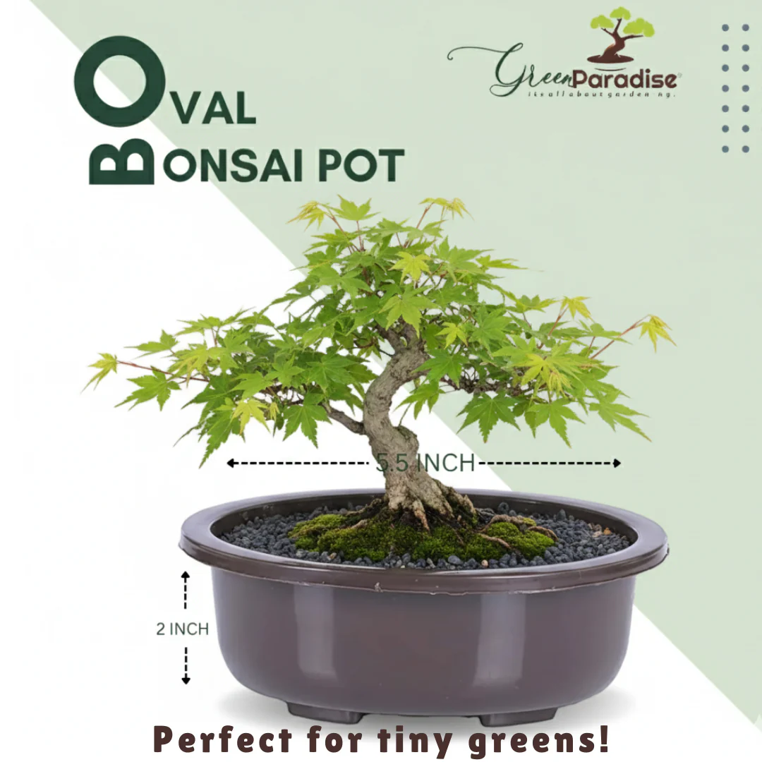 Green Paradise® Oval Bonsai Pot( Set of 5 ) | 5.5 Inch Plastic Bonsai Training Pots | Purple Clay Color Small Planters for Indoor & Outdoor Plants - Image 9
