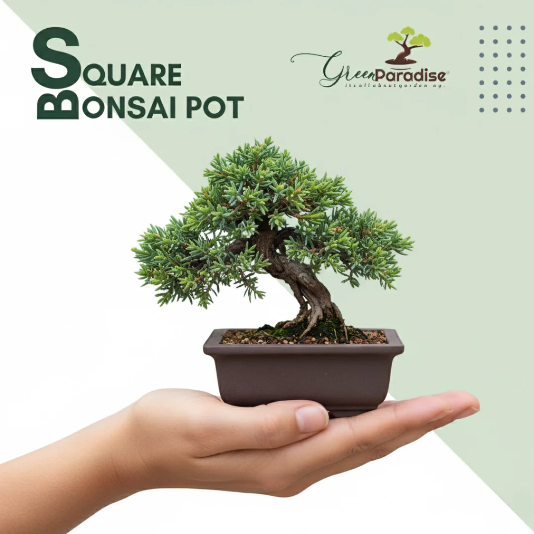 Green Paradise® Bonsai Training Pots Rectangle 14 cm (Brown) plastic bonsai pots Ideal for Mame And Shohin Bonsai Training