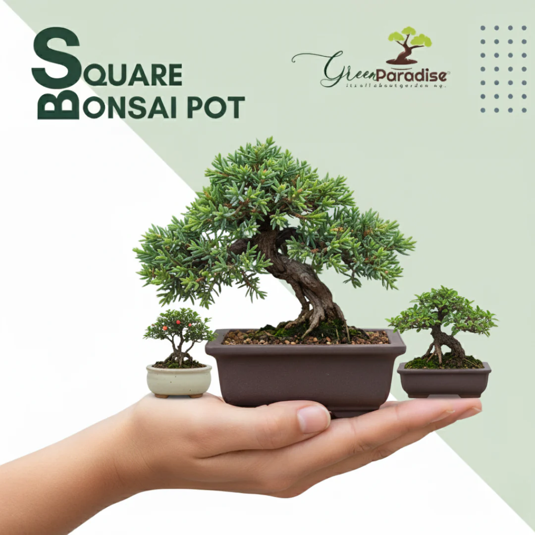 Green Paradise® Bonsai Training Pots Rectangle 14 cm (Brown) plastic bonsai pots Ideal for Mame And Shohin Bonsai Training - Image 5