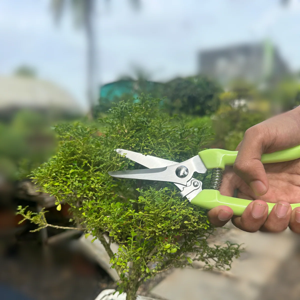 Green Paradise® Prunner - Image 4