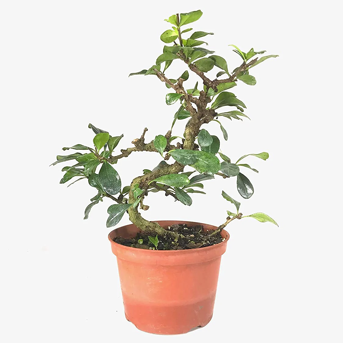Bonsai suitable Carmona Fukien Tea Tree with Pot (Live Plant) - Image 2