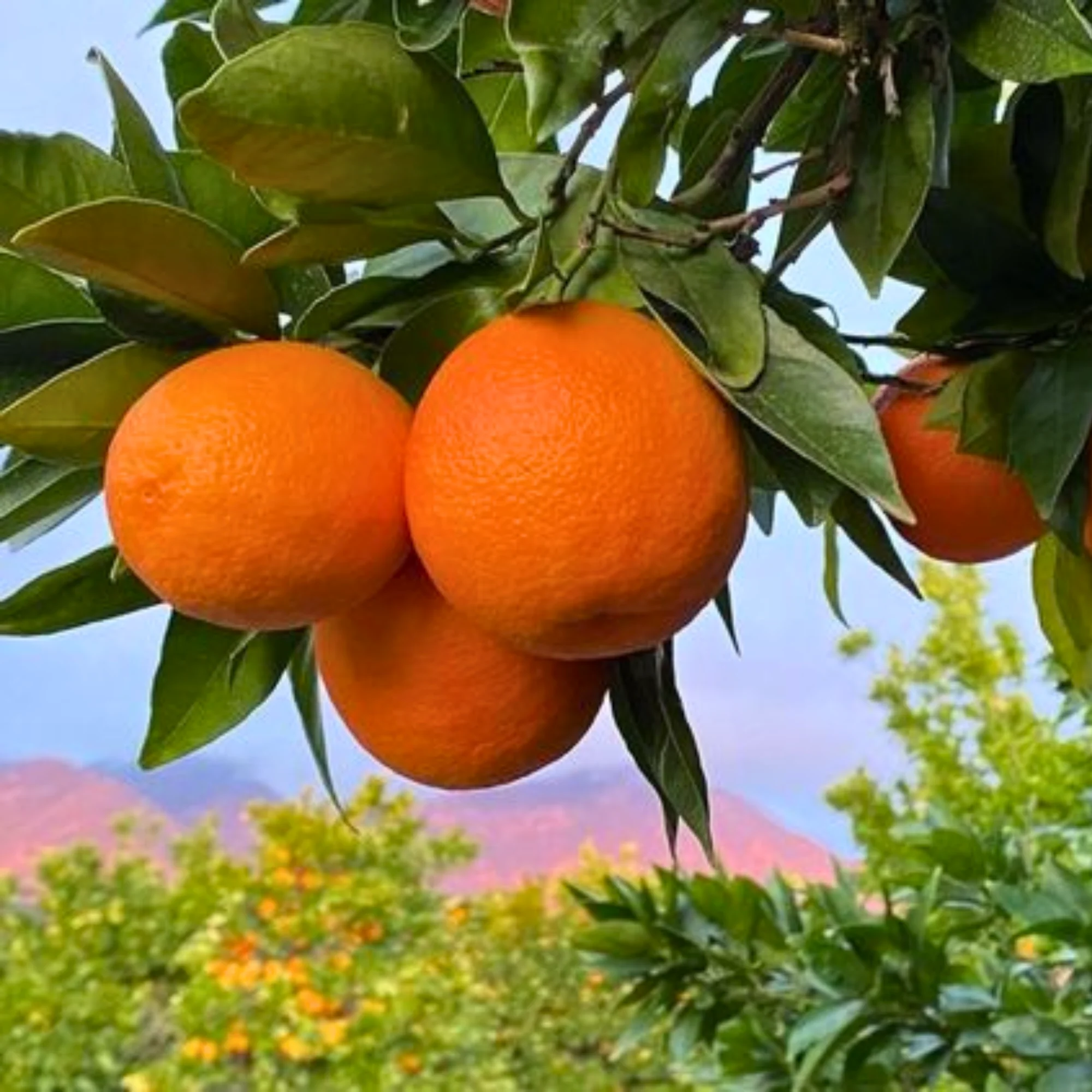 Bonsai suitable Delicious SWEET NAGPUR ORANGE Plant All Season1 Live Plant - Image 3