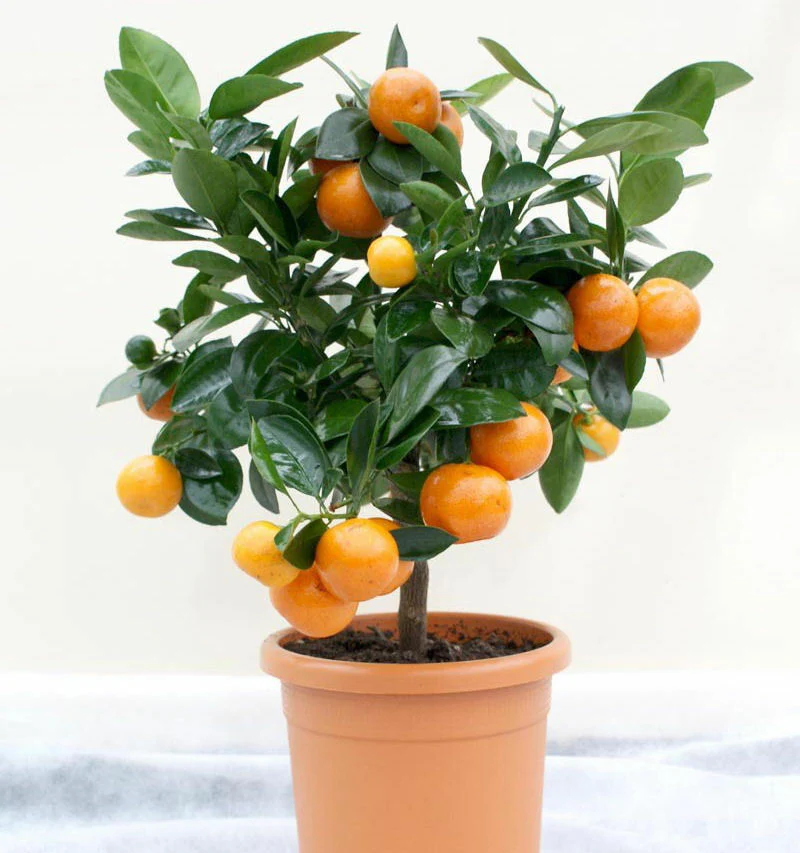 Bonsai suitable Delicious SWEET NAGPUR ORANGE Plant All Season1 Live Plant - Image 4